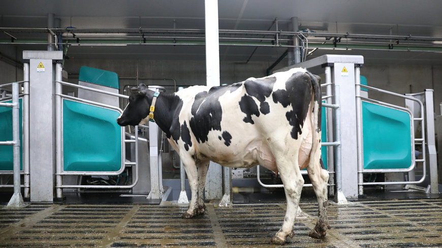 GEA treibt die Automatisierung und digitale Transformation im Milchviehbetrieb voran